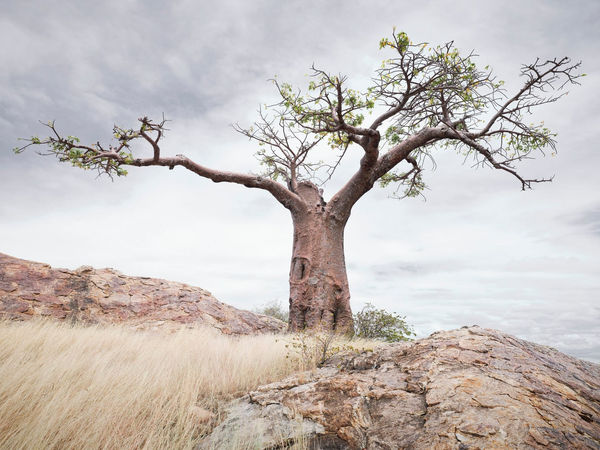 Jin-Woo Prensena, The Forever Tree, Botswana
