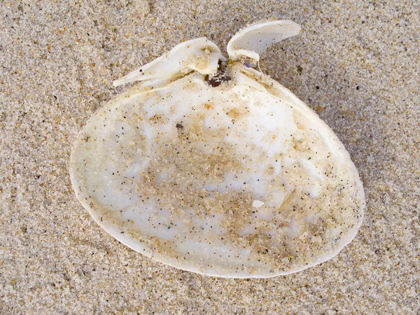 Laurie Lambrecht Beach Diary #38, 2010 signed, dated and numbered verso archival pigment print 17 x 22 inches (sheet) 19 1/4 x 24 1/8 inches (framed) Edition of 7