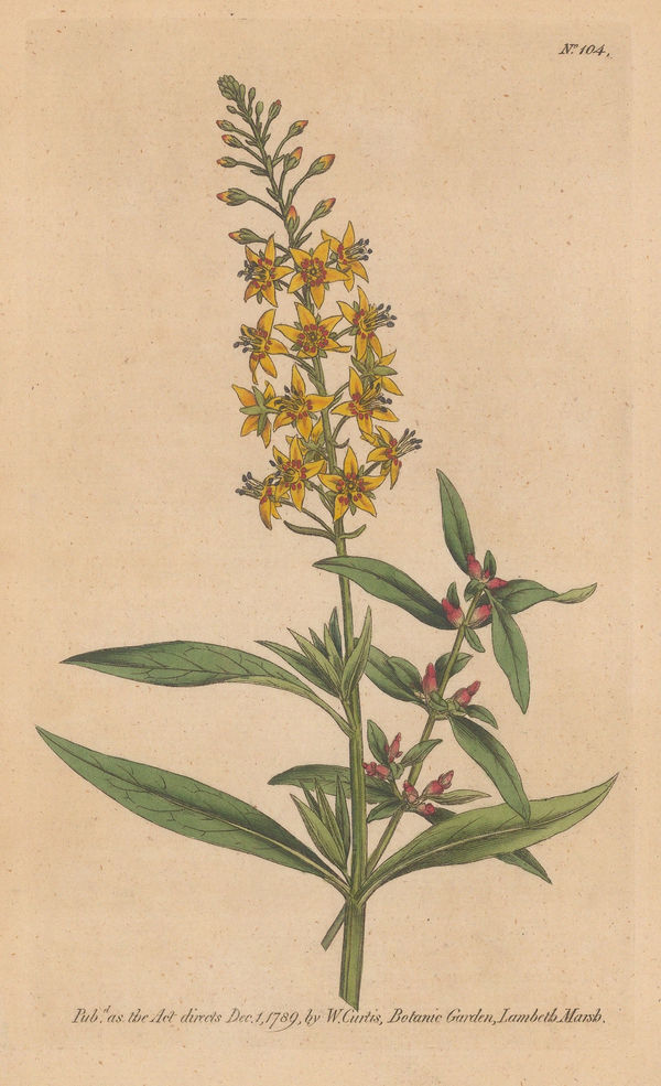 William Curtis, Loosestrife - Bulb-Bearing Loosestrife, 1795