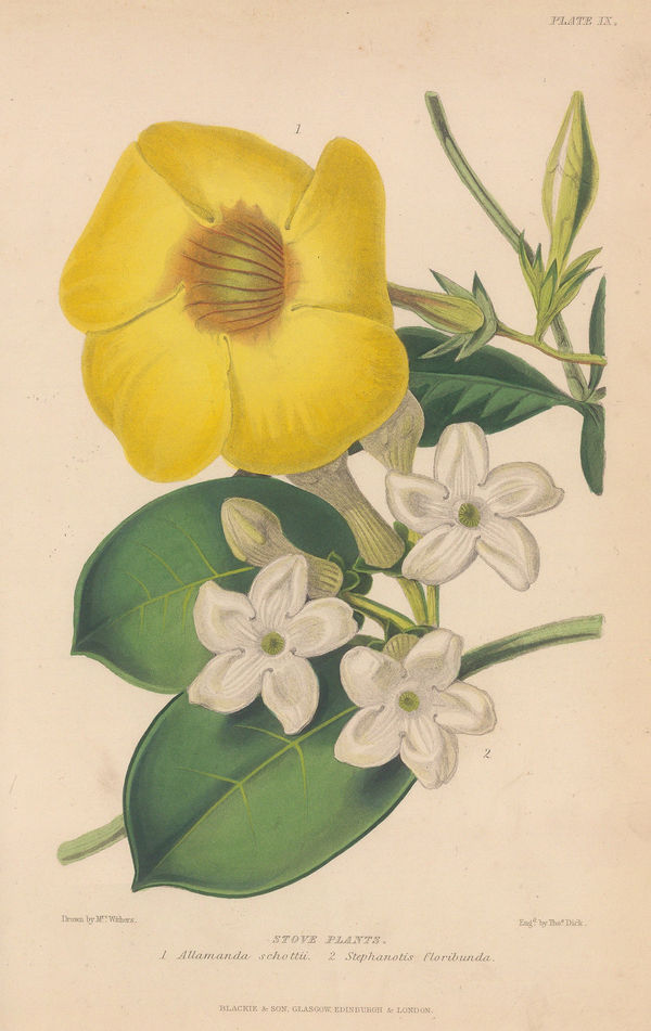 Robert Thompson, Bush Allamanda, 1859