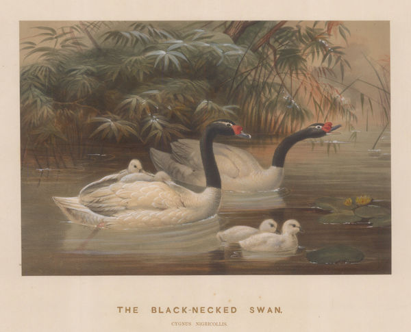 Joseph Wolf, Swan - Black necked Swan, 1861