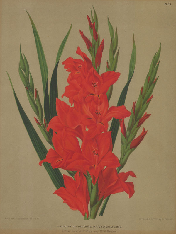 A.C. Van Eeden, Gladiolus, 1880