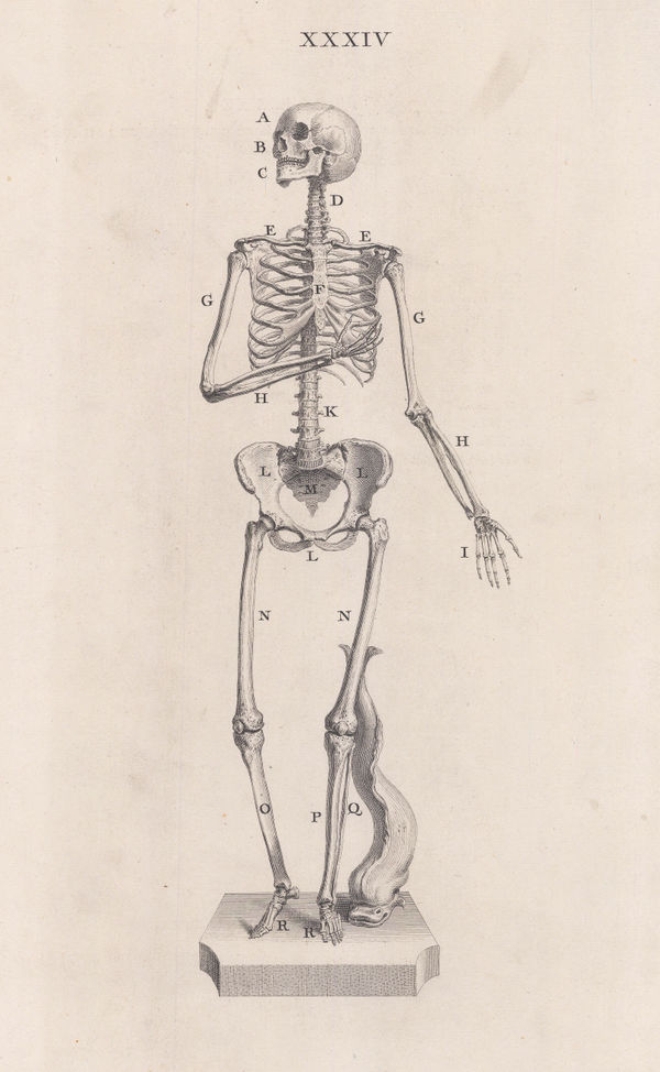 William Cheselden, Anatomy - Skeleton, 1733