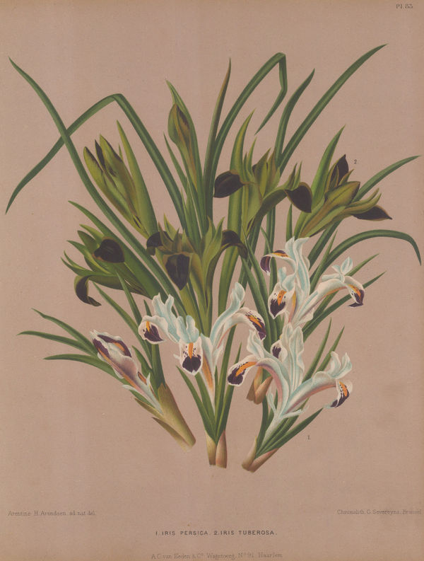 A.C. Van Eeden, Iris - Persian Iris, 1880