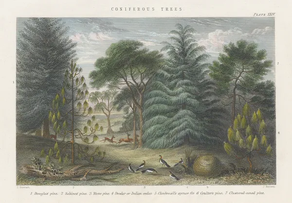 William Rhind, Pine Trees, 1855