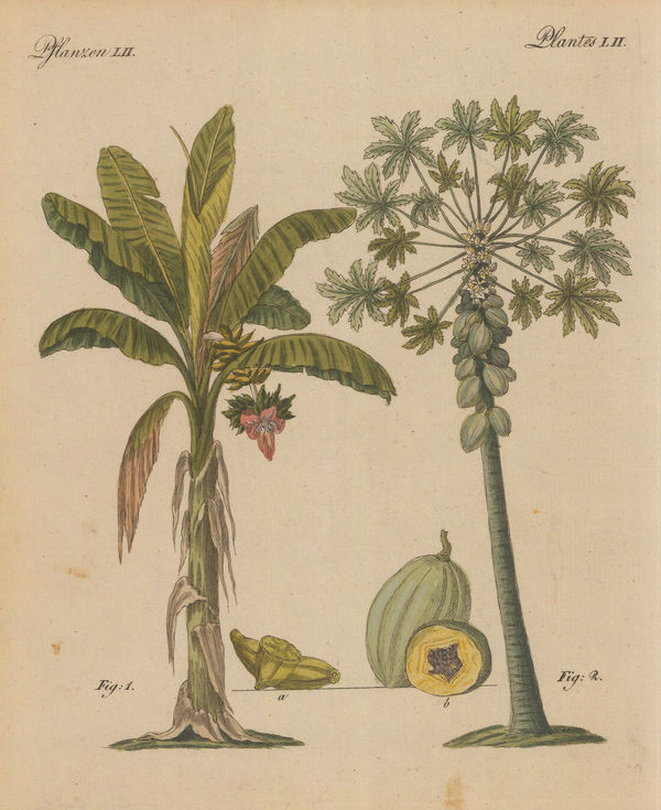 Friedrich Justin Bertuch, Banana and Papaya Melon Tree, 1798