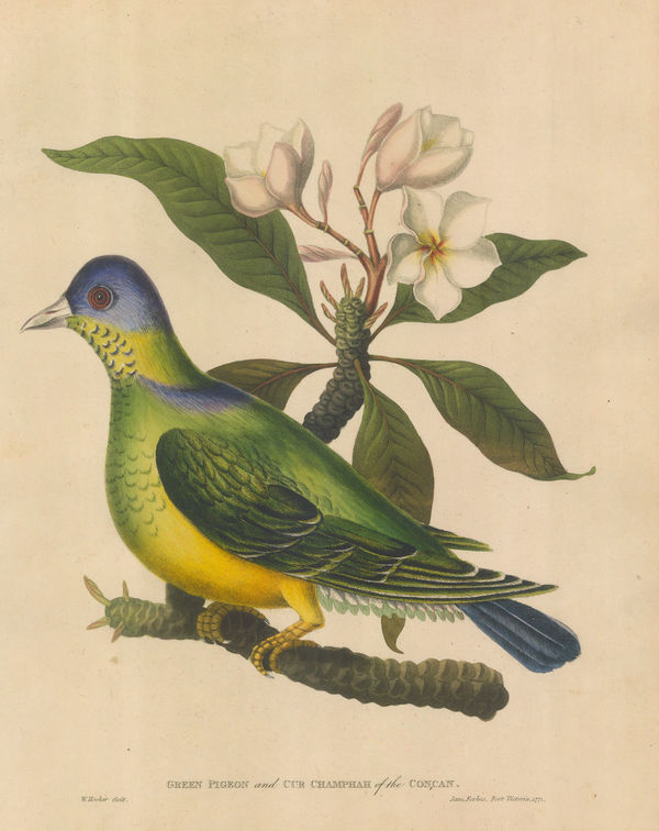 James Forbes, Pigeon - Green Pigeon and Champa Tree, 1813