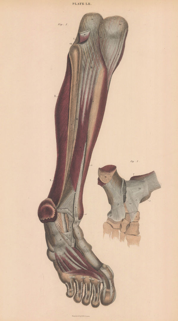 John & William Lizars, Anatomy - Leg, 1822 c.