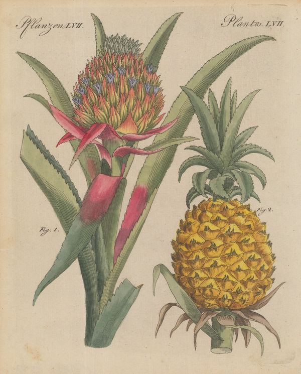 Friedrich Justin Bertuch, Pineapple, 1798