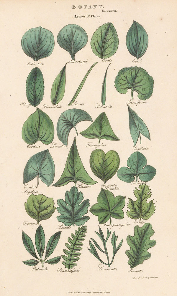 John Good, Botany - Leaf and leaflets, 1813