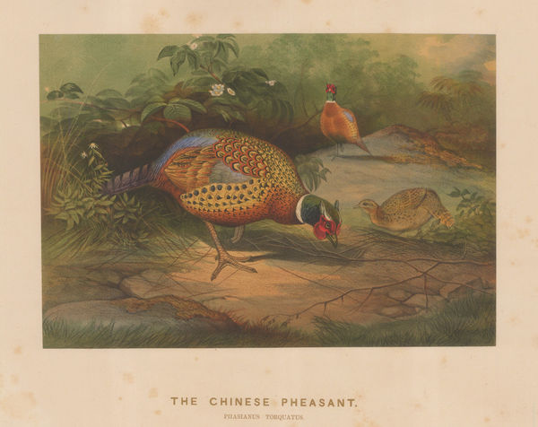 Joseph Wolf, Shooting - Chinese Pheasant, 1861