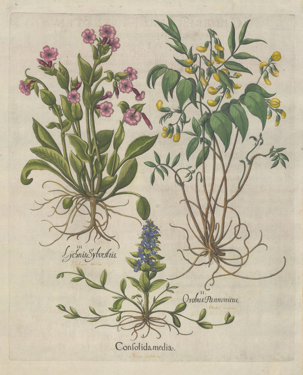 Basilius Besler, Creeping Bugle, Spring Vetch and Red Campion, 1640 c.