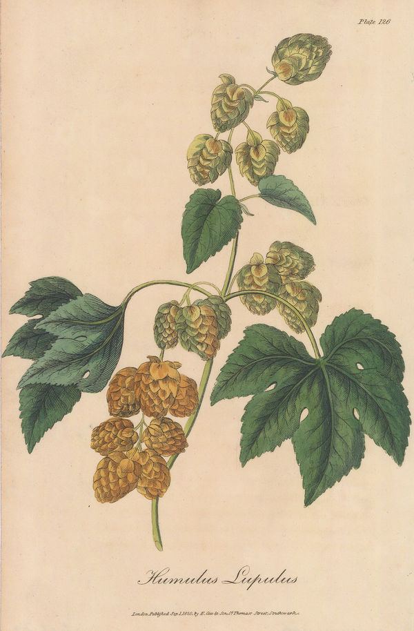 E. Cox & Son, Hop - Common Hop, 1821