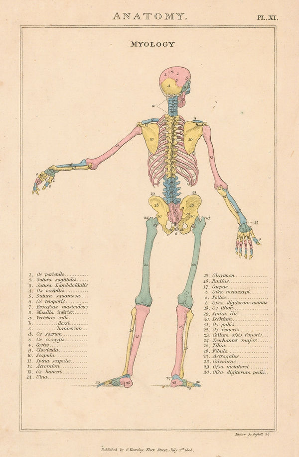 John Good, Anatomy - Osteology, 1813