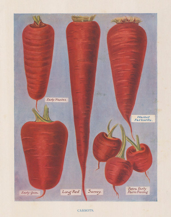 John Wright, Vegetables - Carrots, 1890