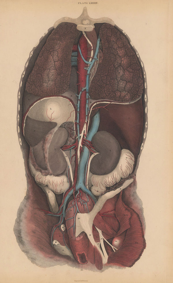 John & William Lizars, Anatomy - Lungs and Viscera , 1840