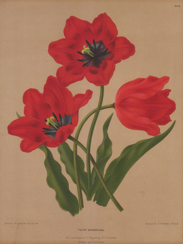 A.C. Van Eeden, Tulip - Didier's Tulip, 1880