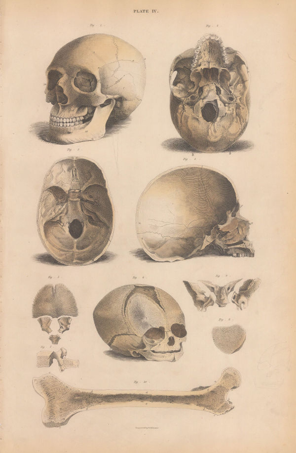 John & William Lizars, Anatomy - Skull, 1840
