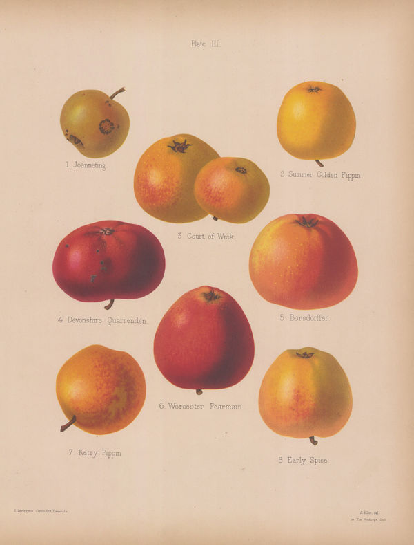 Henry Graves Bull, Apple - Varieties, 1885