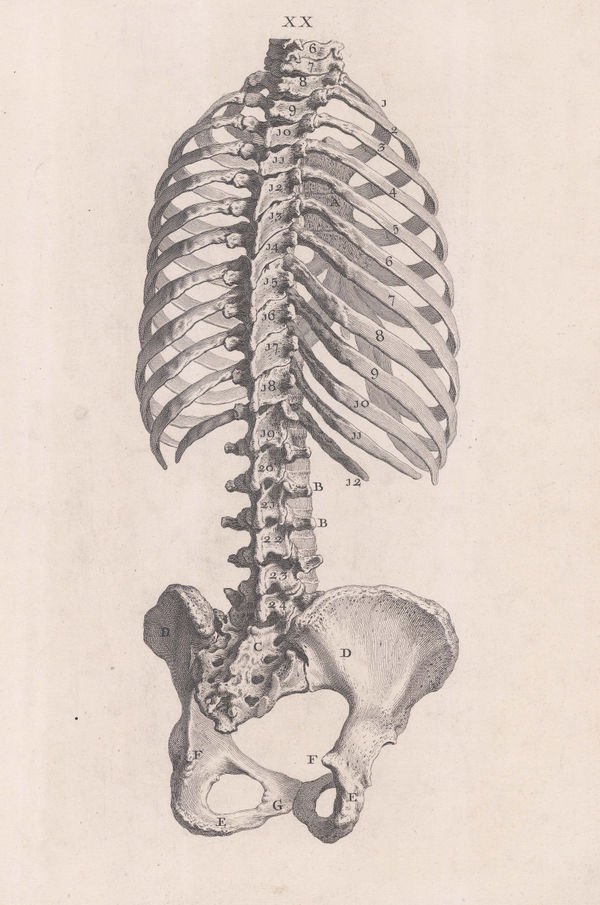 William Cheselden, Anatomy - Skeleton, 1733
