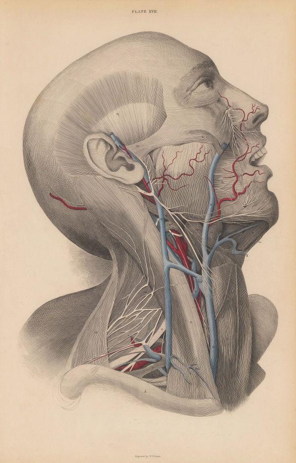 John & William Lizars, Anatomy - Head and Throat, 1840