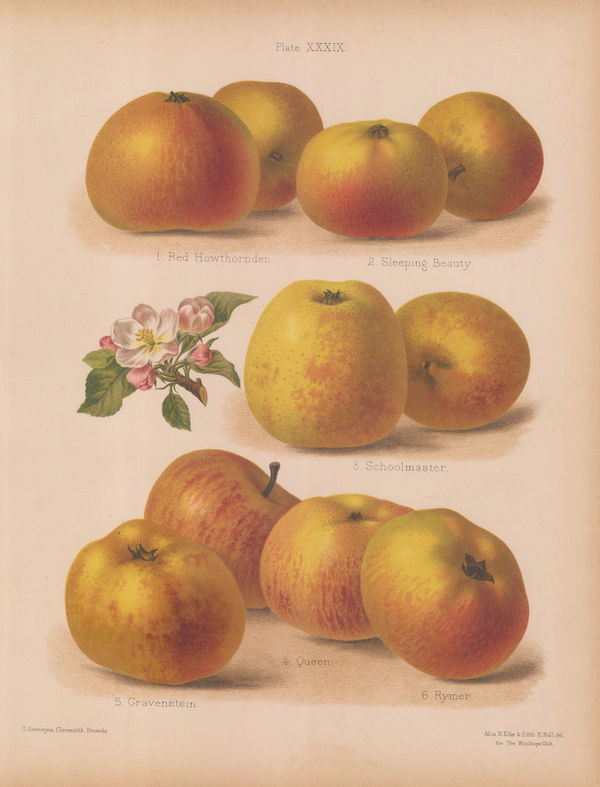 Henry Graves Bull, Apple - Varieties, 1885