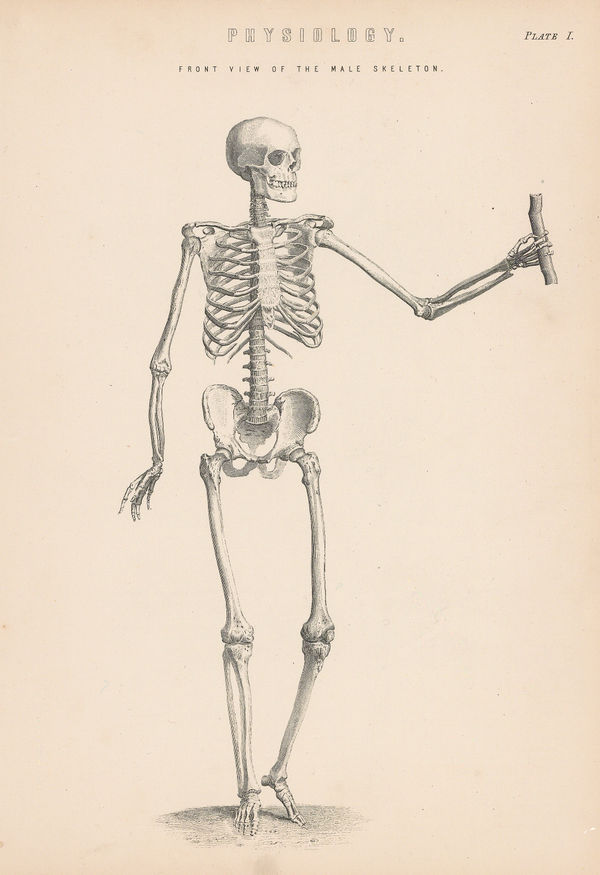 William Home Lizars, Anatomy - Skeleton, 1860 c.