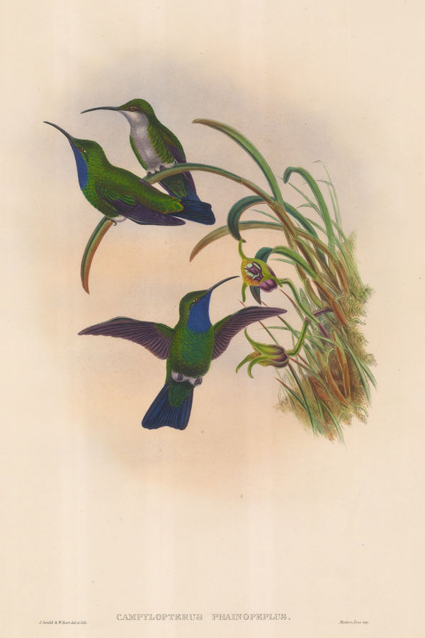 John Gould, Hummingbird - Simons's Sabre-Wing Hummingbird, 1887