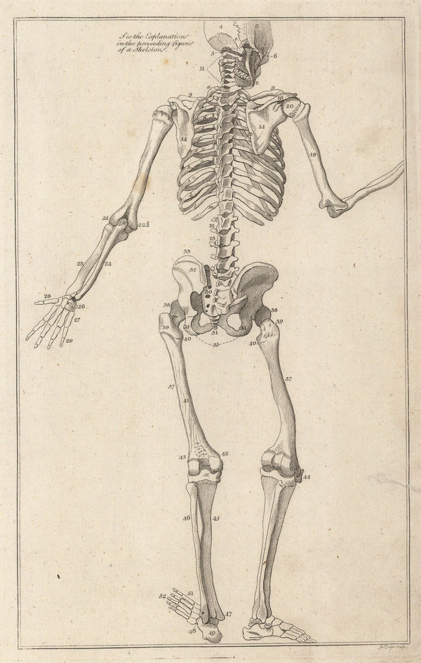 Dr George Motherby, Anatomy - Skeleton, 1775