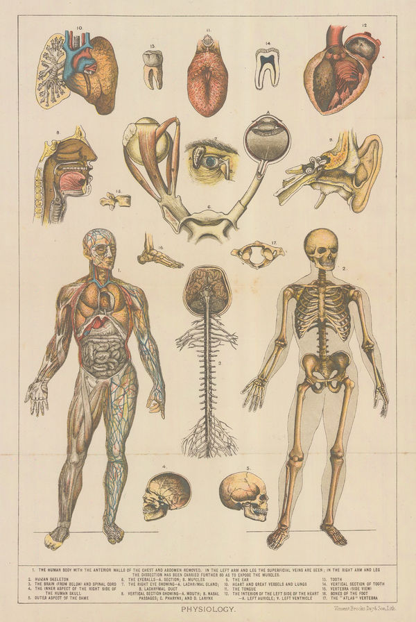 Vincent Brooks Day & Son, Anatomy - Physiology, 1885 c.