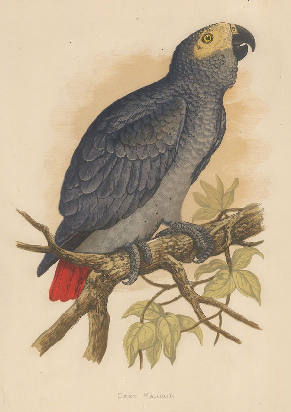 William Thomas Greene, Parrot - Congo Grey Parrot, 1884
