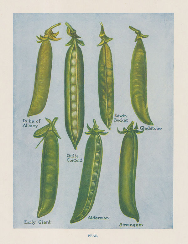 John Wright, Vegetables - Peas, 1890