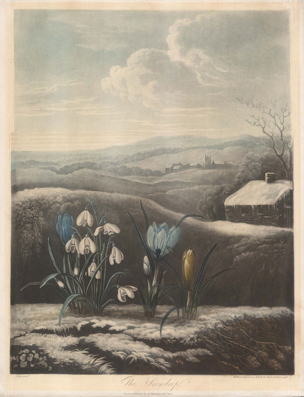 Dr. Robert Thornton, Snowdrop, 1804