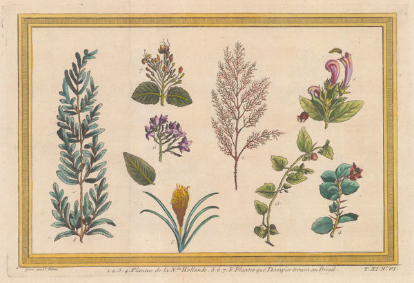 Nicholas Bellin, Flowering Plants, 1753