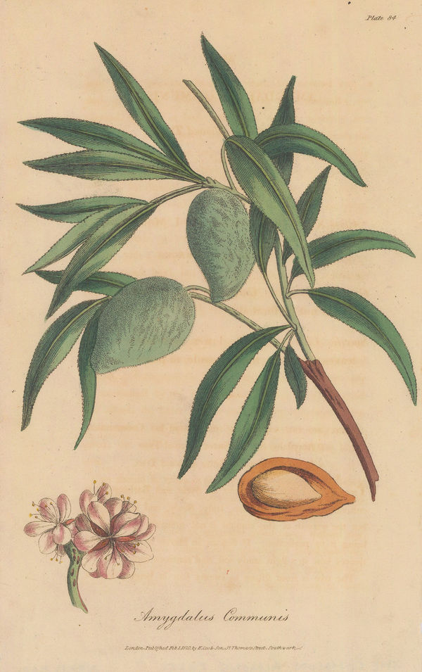 E. Cox & Son, Almond Tree, 1821