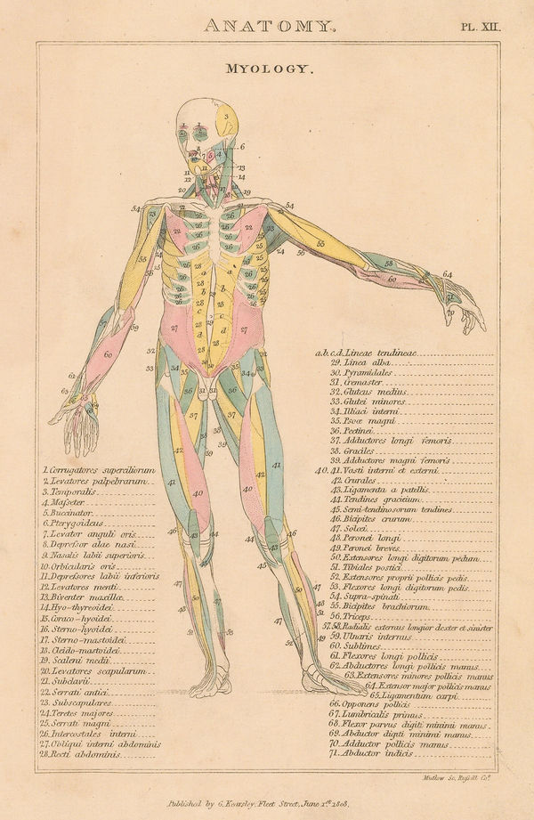 John Good, Anatomy - Myology, 1813