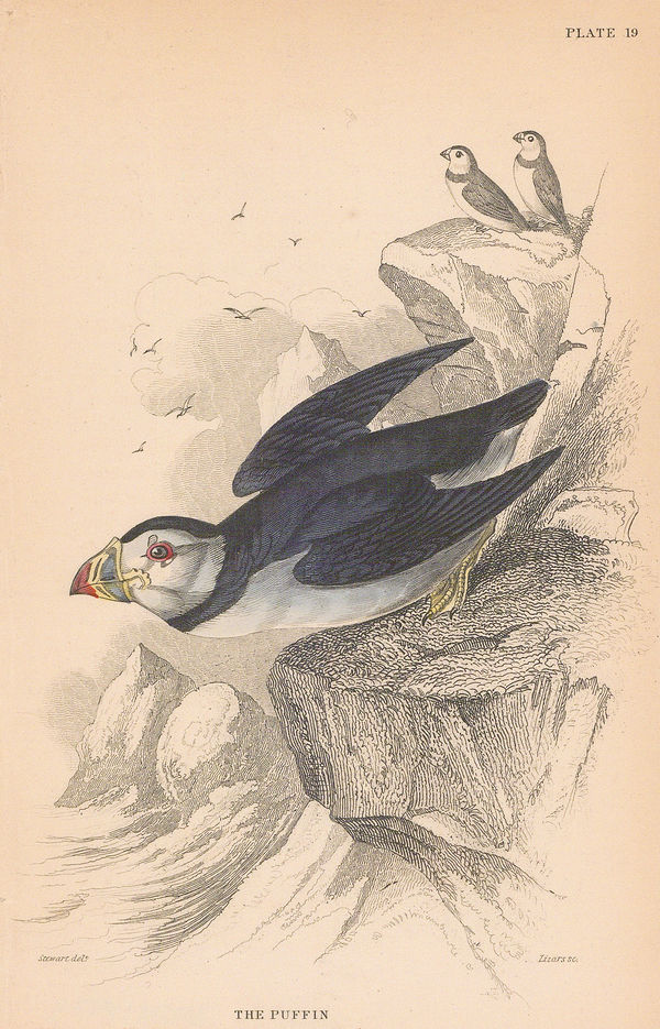 Sir William Jardine, Puffin, 1860