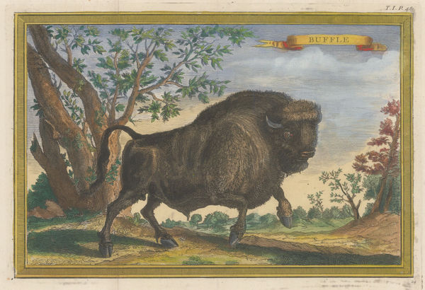 Nicholas Bellin, Bison - North American Buffalo, 1745