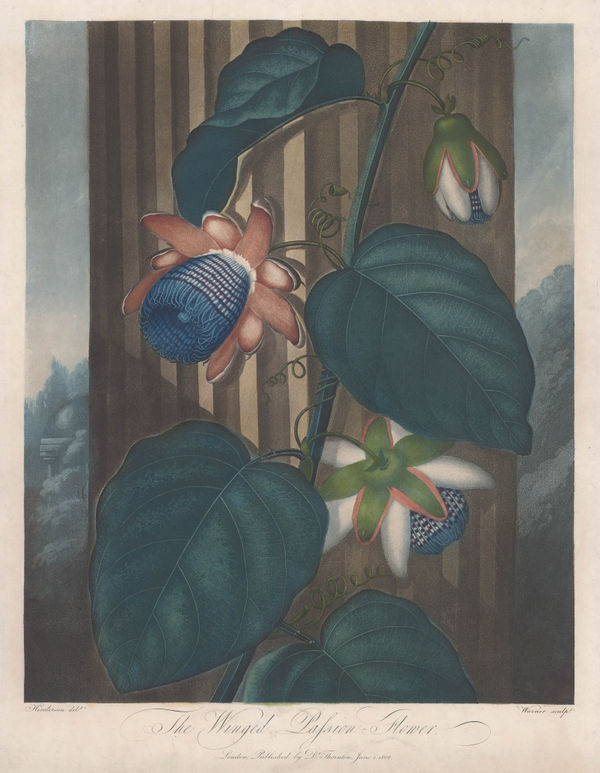 Dr. Robert Thornton, Passion Flower - Winged Passion Flower, 1802