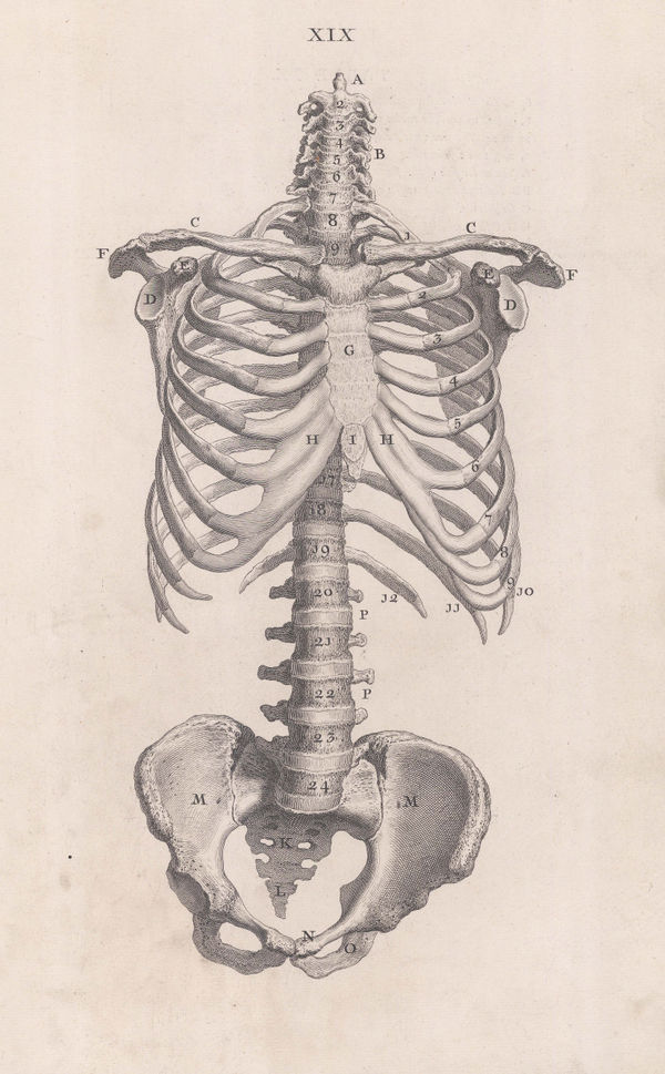 William Cheselden, Anatomy - Skeleton, 1733
