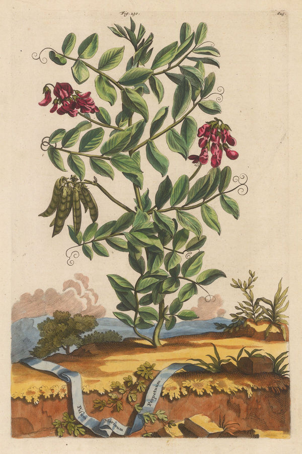 Abraham Munting, Sea Pea, 1696