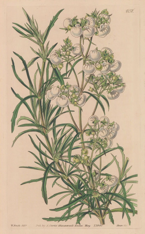 Swan, White Slipper Flower, 1845