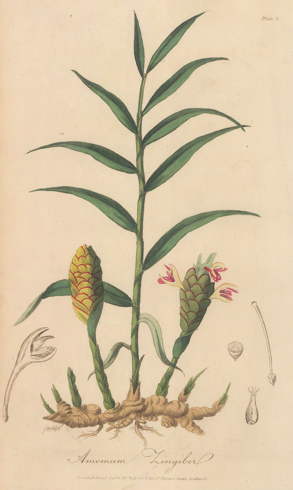 E. Cox & Son, Ginger, 1821
