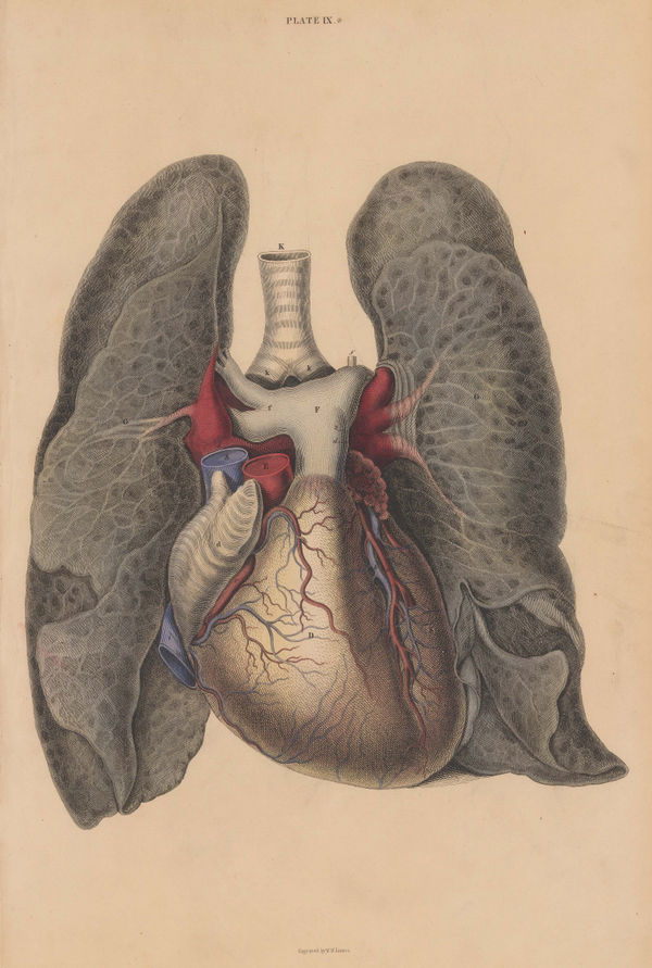 John & William Lizars, Anatomy - Heart, Pericardium and Lungs, 1840