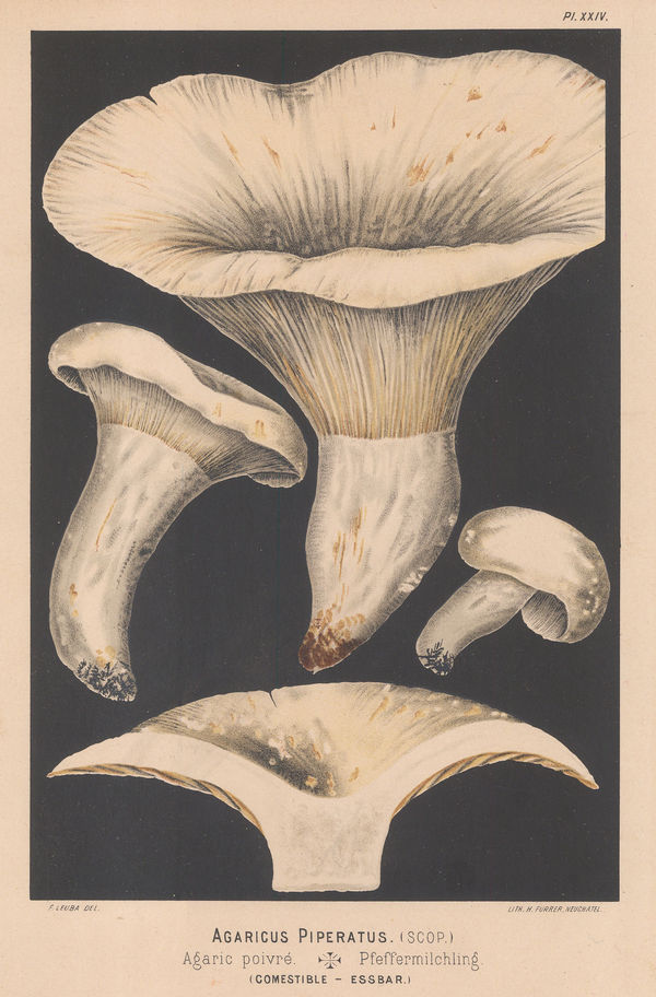 Fritz Leuba, Mushrooms - Peppery milkcap, 1890