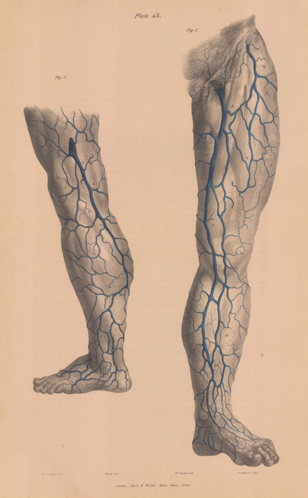 Taylor & Walton, Anatomy - Veins of the Legs, 1837