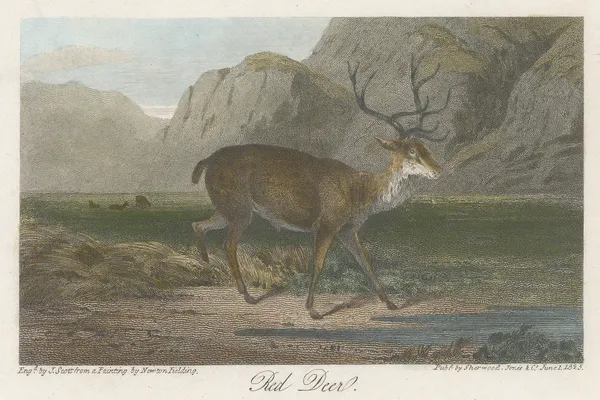 Sherwood & Co, Shooting - Red Deer, 1825