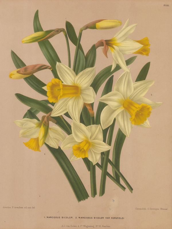 A.C. Van Eeden, Narcissus, 1880