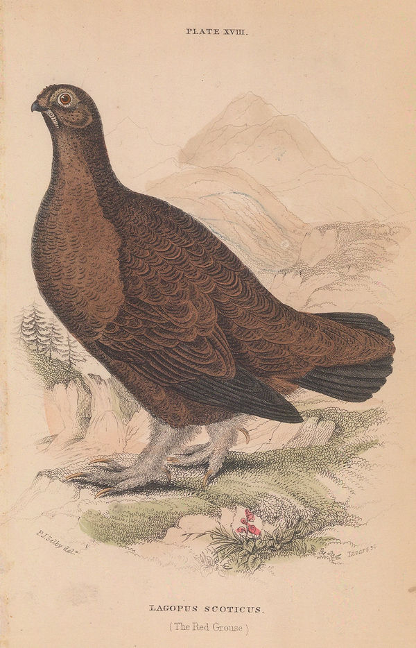 Sir William Jardine, Shooting - Red Grouse, 1843