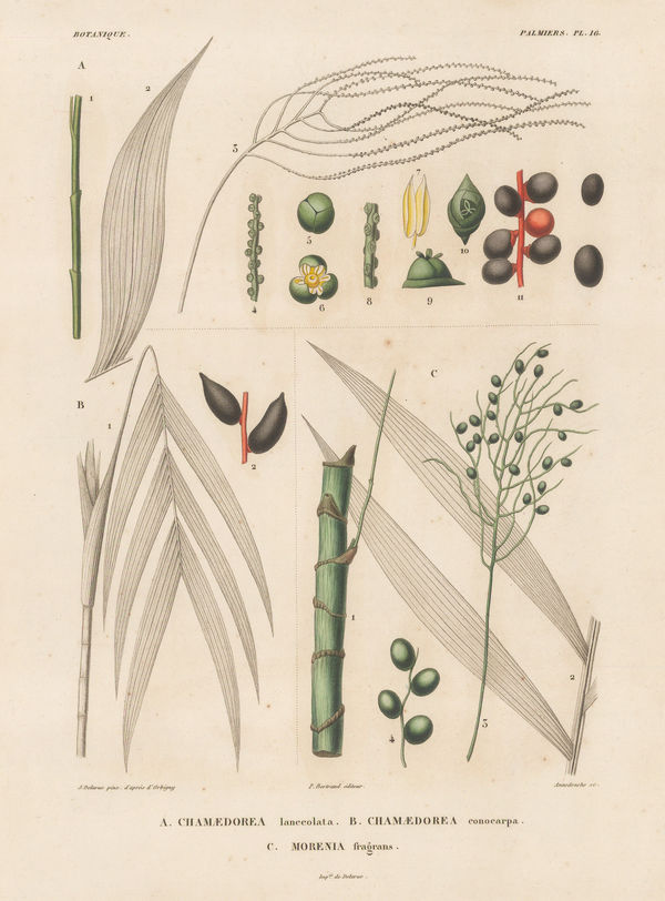 Alcide d'Orbigny, Palm, 1847